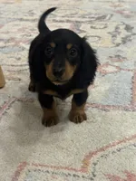 Frankie , a male Miniature Dachshund for sale in Centralia, IL – 1 of 4