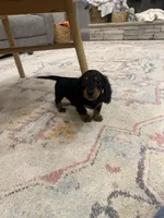 Frankie , a male Miniature Dachshund for sale in Centralia, IL – 4 of 4