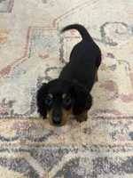 Frankie , a male Miniature Dachshund for sale in Centralia, IL – 2 of 4