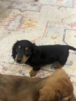 Frankie , a male Miniature Dachshund for sale in Centralia, IL – 3 of 4