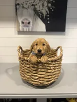 Murphy , a male Golden Retriever for sale in Centralia, IL – 2 of 2