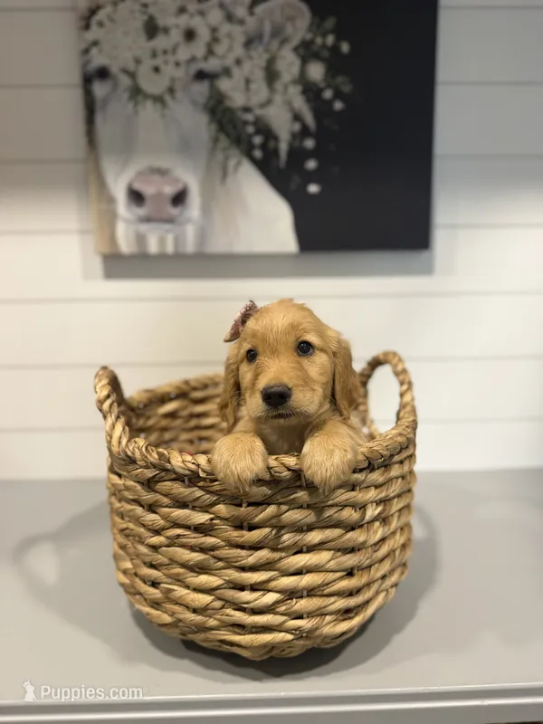 Millie – Golden Retriever puppy for sale in Centralia, IL