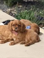 Louie, a male Cavalier King Charles Spaniel for sale in Centralia, IL – 3 of 4