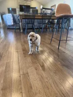 Fletcher, a female Golden Retriever for sale in Centralia, IL – Photo 1 of 2