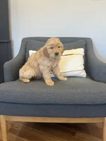 Fletcher, a female Golden Retriever for sale in Centralia, IL – Photo 2 of 2