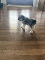 Belle , a female Miniature Aussiedoodle for sale in Centralia, IL – 3 of 3