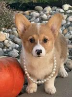 Dolly, a female Pembroke Welsh Corgi for sale in Centralia, IL – 3 of 4