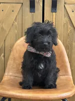 Archie, a male Pembroke Welsh Corgi and Poodle - Miniature  for sale in Centralia, IL – 2 of 2