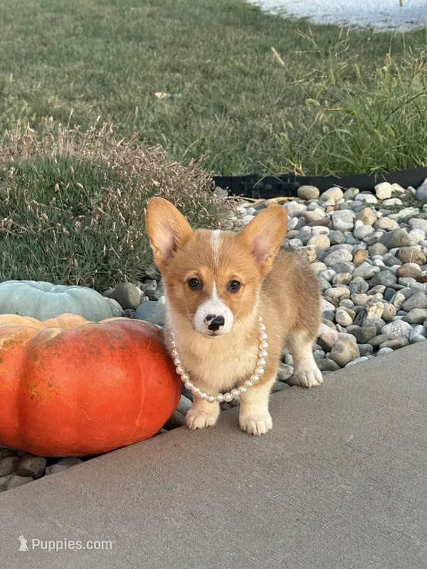 Dolly – Pembroke Welsh Corgi puppy for sale in Centralia, IL