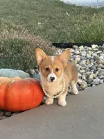 Dolly, a female Pembroke Welsh Corgi for sale in Centralia, IL – 1 of 4