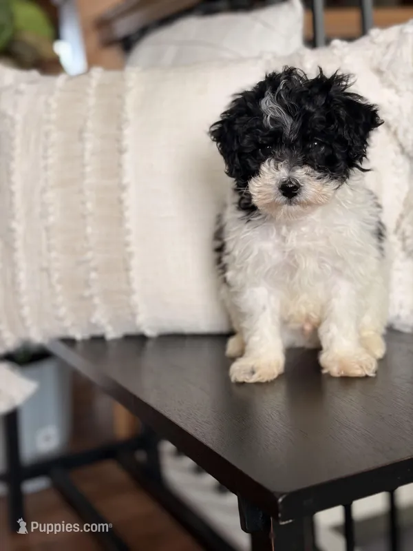 Pepper  – Poodle - Miniature  puppy for sale in Centralia, IL