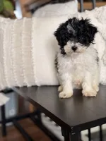 Pepper , a  Poodle - Miniature  for sale in Centralia, IL – Photo 1 of 2