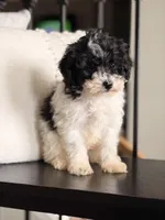 Pepper , a  Poodle - Miniature  for sale in Centralia, IL – Photo 2 of 2