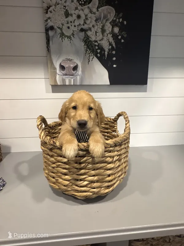 Gus – Golden Retriever puppy for sale in Centralia, IL