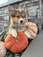 Hank, a male Pembroke Welsh Corgi for sale in Centralia, IL – 3 of 5