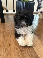 Benny , a male Miniature Aussiedoodle for sale in Centralia, IL – 2 of 2