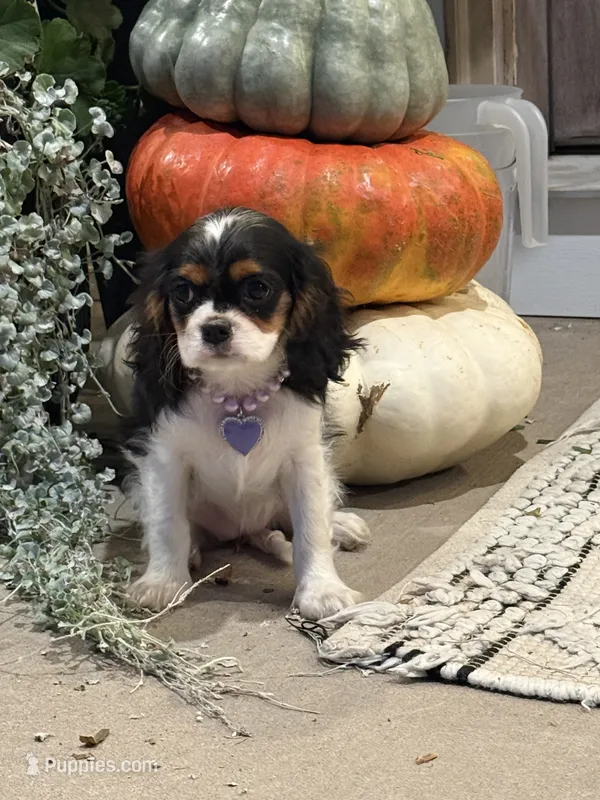 Winnie – Cavalier King Charles Spaniel puppy for sale in Centralia, IL