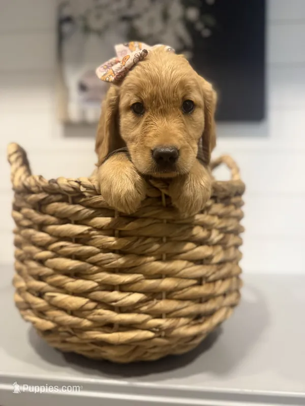 Millie – Golden Retriever puppy for sale in Centralia, IL