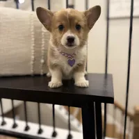 Darby, a male Pembroke Welsh Corgi for sale in Centralia, IL – Photo 2 of 2