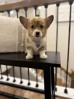 Darby, a male Pembroke Welsh Corgi for sale in Centralia, IL – Photo 2 of 2