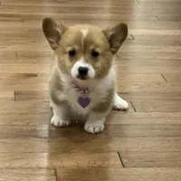 Darby, a male Pembroke Welsh Corgi for sale in Centralia, IL – Photo 1 of 2