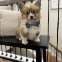 Archie, a male Pembroke Welsh Corgi for sale in Centralia, IL – Photo 2 of 5