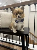 Archie, a male Pembroke Welsh Corgi for sale in Centralia, IL – Photo 1 of 3