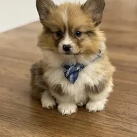 Archie, a male Pembroke Welsh Corgi for sale in Centralia, IL – Photo 4 of 5