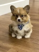 Archie, a male Pembroke Welsh Corgi for sale in Centralia, IL – Photo 3 of 3