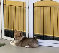 Archie, a male Pembroke Welsh Corgi for sale in Centralia, IL – Photo 5 of 5