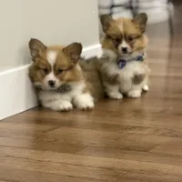 Archie, a male Pembroke Welsh Corgi for sale in Centralia, IL – Photo 3 of 5