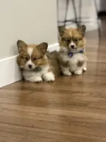 Archie, a male Pembroke Welsh Corgi for sale in Centralia, IL – Photo 2 of 3