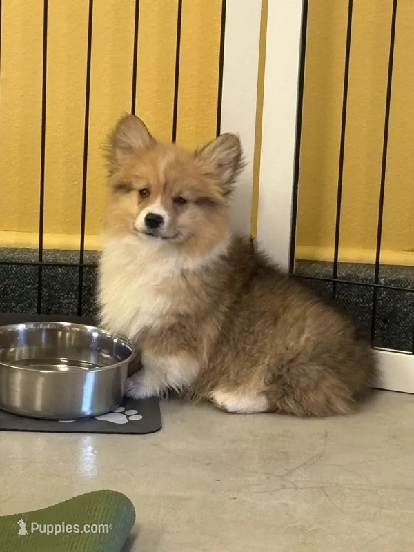 Archie – Pembroke Welsh Corgi puppy for sale in Centralia, IL