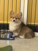 Archie, a male Pembroke Welsh Corgi for sale in Centralia, IL – Photo 1 of 5