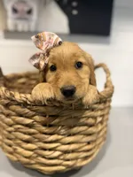 Millie, a female Golden Retriever for sale in Centralia, IL – 3 of 3