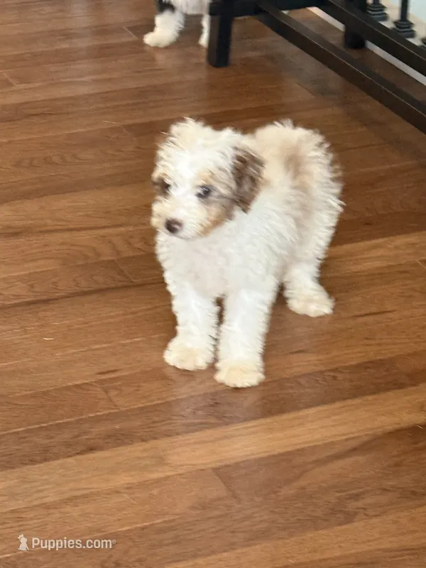 Baxter – Miniature Aussiedoodle puppy for sale in Centralia, IL