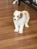 Baxter, a male Miniature Aussiedoodle for sale in Centralia, IL – 1 of 2
