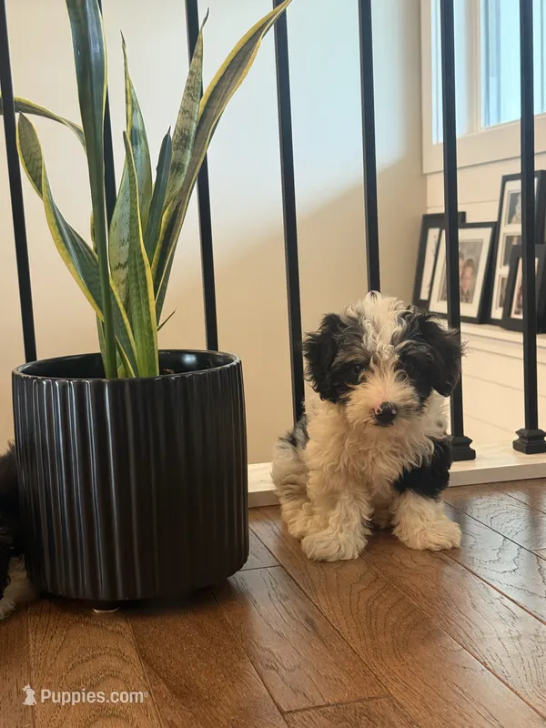 Dutton – Miniature Aussiedoodle puppy for sale in Centralia, IL