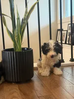 Dutton, a male Miniature Aussiedoodle for sale in Centralia, IL – 1 of 2