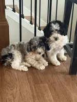 Belle , a female Miniature Aussiedoodle for sale in Centralia, IL – 2 of 3