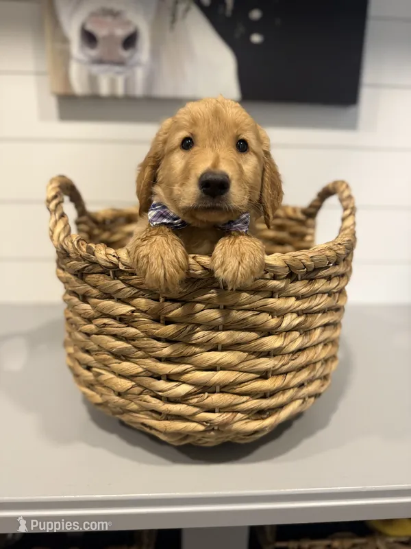 Murphy  – Golden Retriever puppy for sale in Centralia, IL