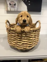 Murphy , a male Golden Retriever for sale in Centralia, IL – 1 of 2