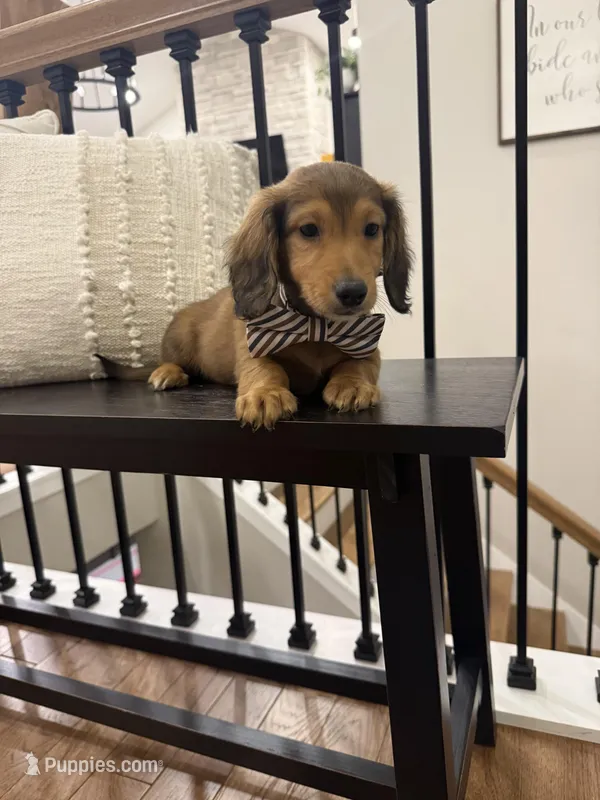 Henry  – Miniature Dachshund puppy for sale in Centralia, IL