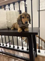 Henry , a male Miniature Dachshund for sale in Centralia, IL – 1 of 2