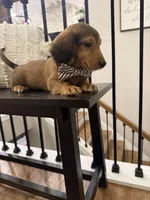 Henry , a male Miniature Dachshund for sale in Centralia, IL – 2 of 2