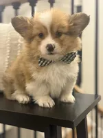 Oakley, a male Pembroke Welsh Corgi for sale in Centralia, IL – Photo 3 of 3