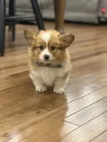 Oakley, a male Pembroke Welsh Corgi for sale in Centralia, IL – Photo 1 of 3