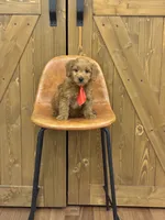 Max, a male Miniature Goldendoodle for sale in Centralia, IL – Photo 2 of 2