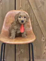 Max, a male Miniature Goldendoodle for sale in Centralia, IL – Photo 1 of 2