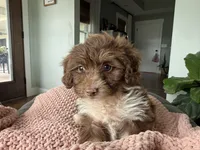 Tabby , a female Miniature Aussiedoodle for sale in Centralia, IL – 1 of 2